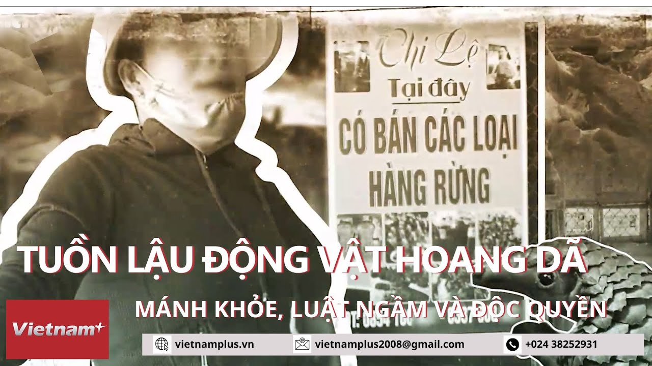 Mánh khóe, luật ngầm và độc quyền tuồn lậu động vật hoang dã