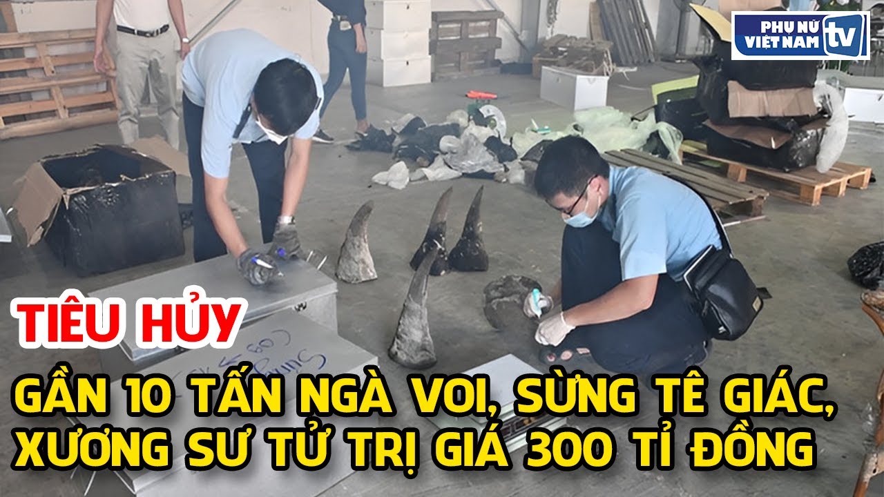 Đà Nẵng tiêu hủy gần 10 tấn ngà voi, sừng tê giác, xương sư tử trị giá 300 tỉ đồng