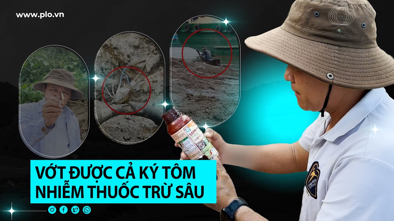 Điều tra : Cận cảnh rượt đuổi và vớt tôm nhiễm thuốc trừ sâu trên sông Đồng Nai