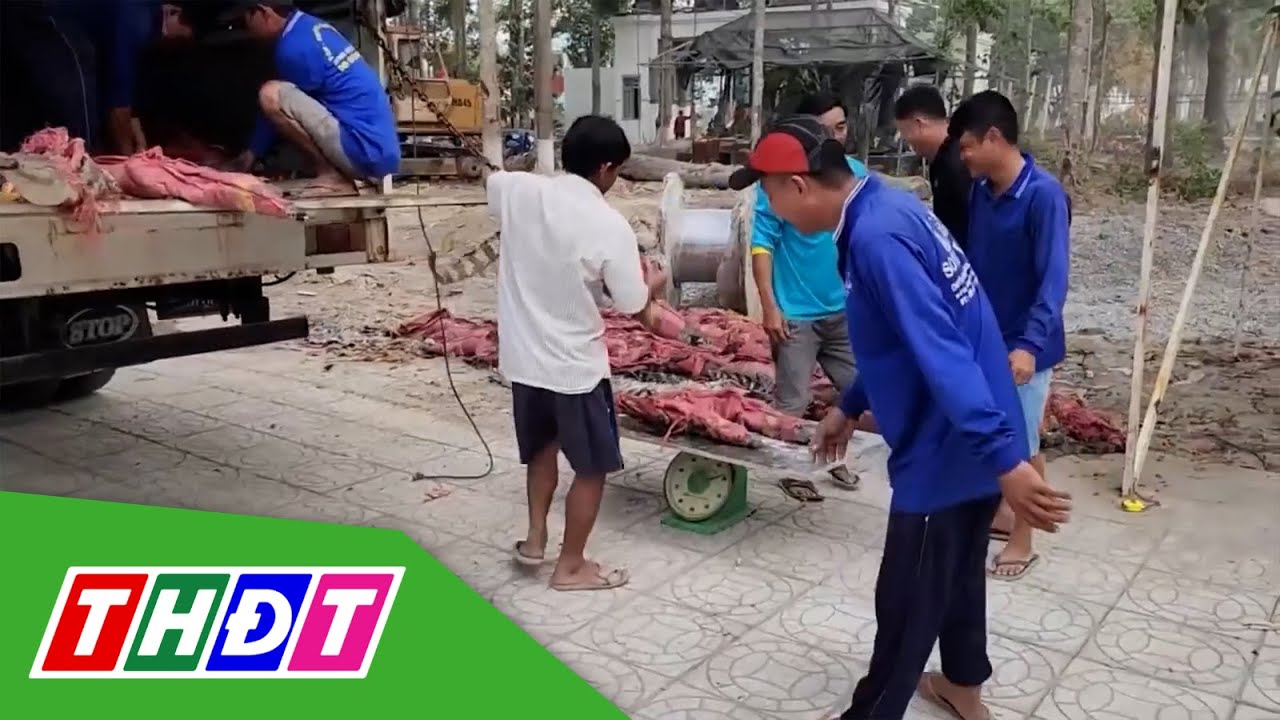 Đồng Tháp: Khởi tố vụ phát hiện gần 400 con cá sấu trên xe tải