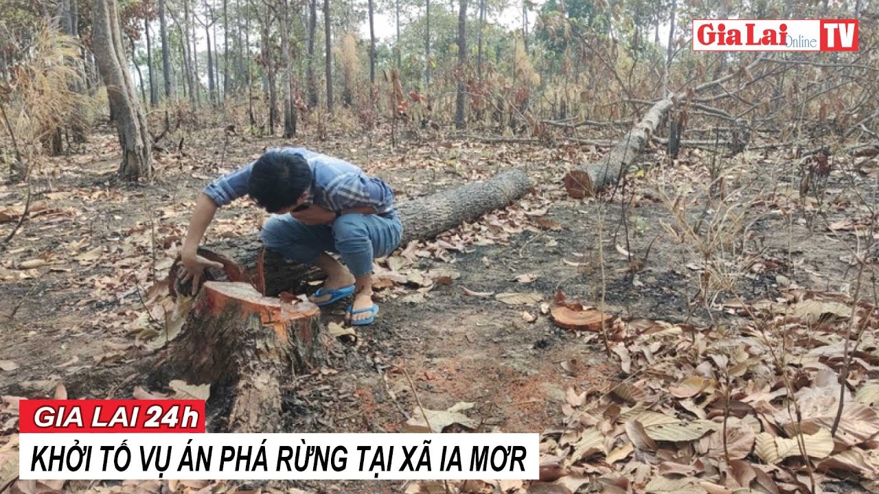 Gia Lai 24h: Khởi tố vụ án phá rừng tại xã Ia Mơr