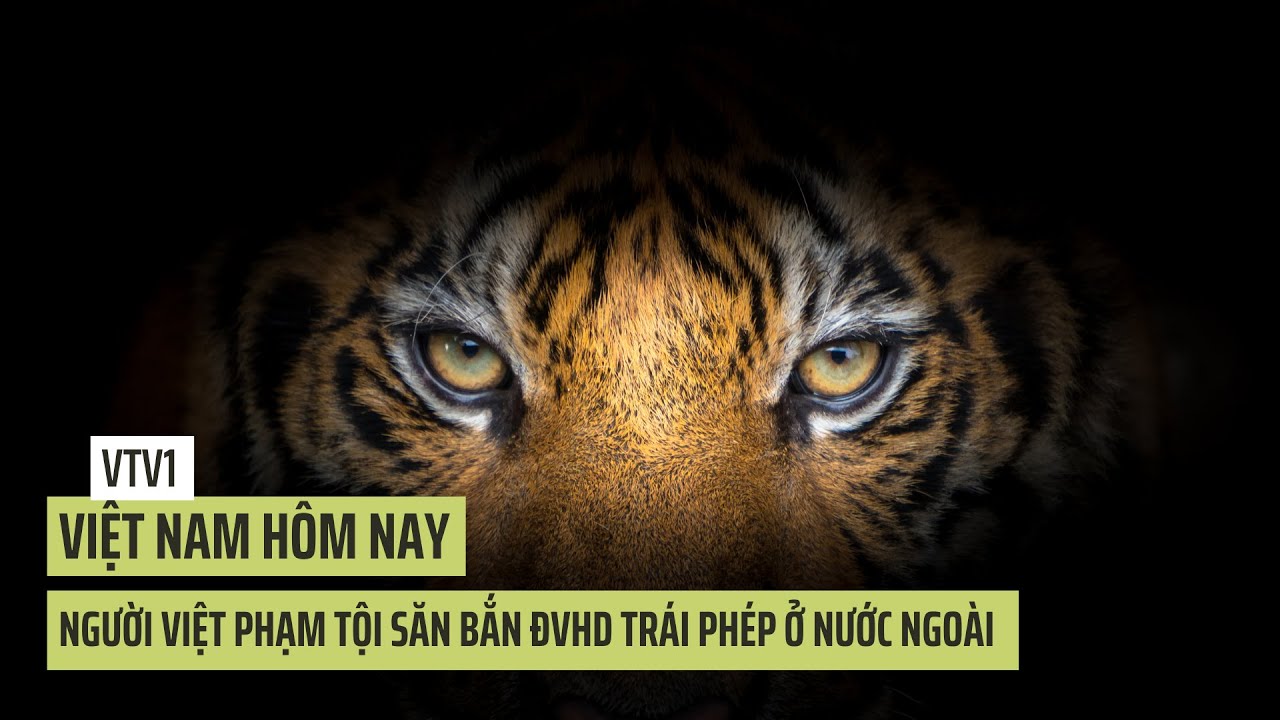 Người Việt phạm tội săn bắt ĐVHD trái phép ở nước ngoài