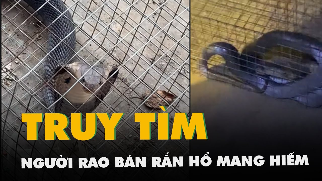 Truy tìm người rao bán hai con rắn hổ mang quý hiếm trên mạng xã hội