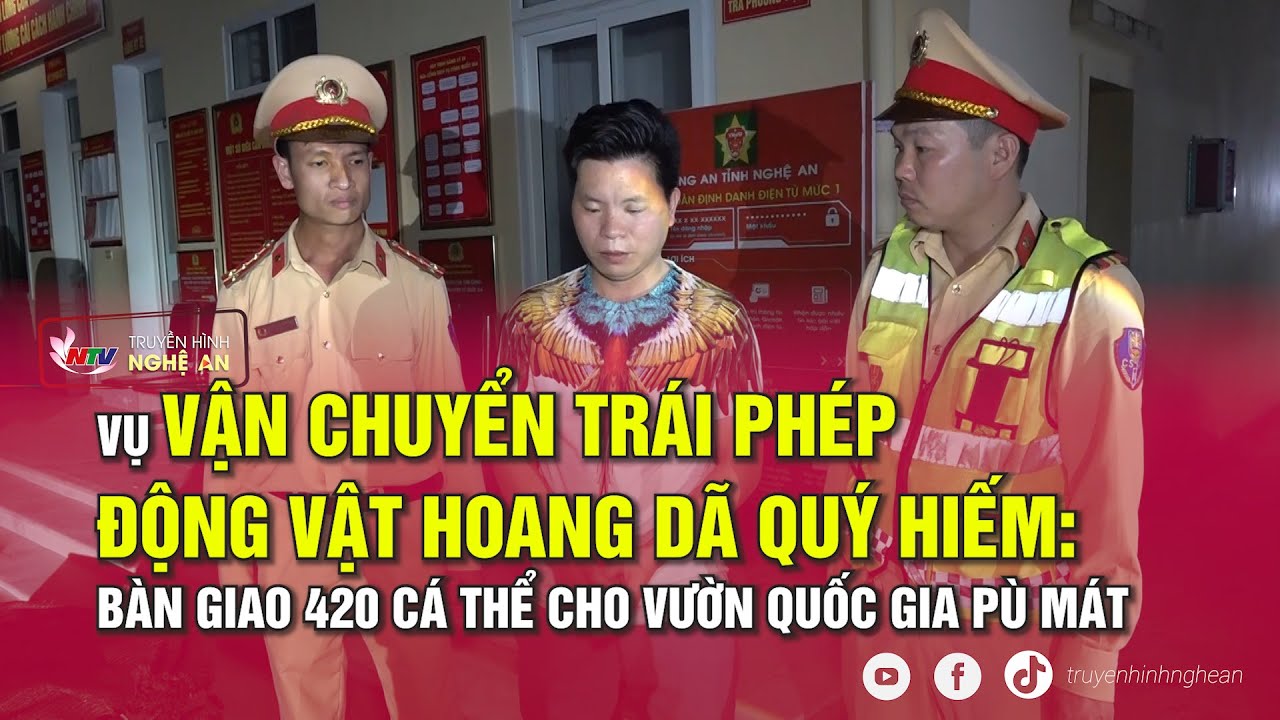 Vụ vận chuyển trái phép động vật hoang dã quý hiếm: Bàn giao 420 cá thể cho vườn Quốc gia Pù Mát