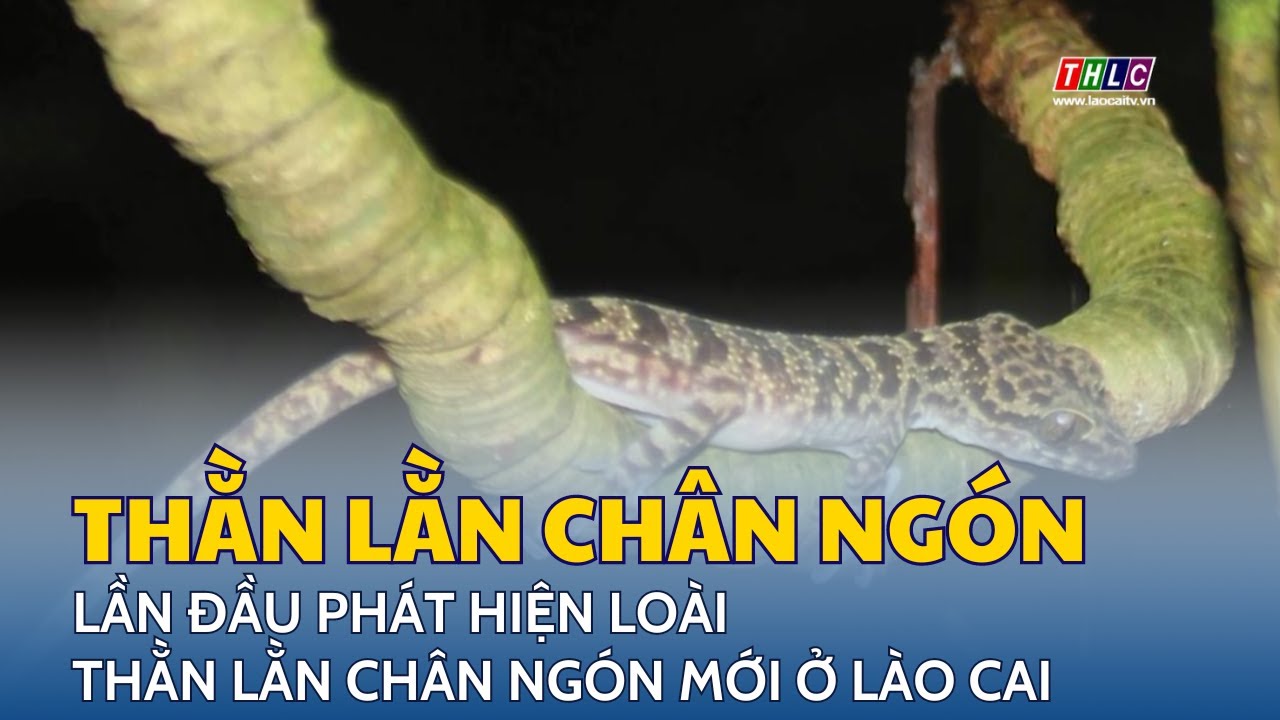 Lần đầu phát hiện loài thằn lằn chân ngón mới ở Lào Cai
