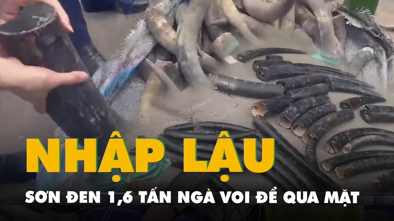 Sơn đen 1,6 tấn ngà voi để qua mặt lực lượng chức năng