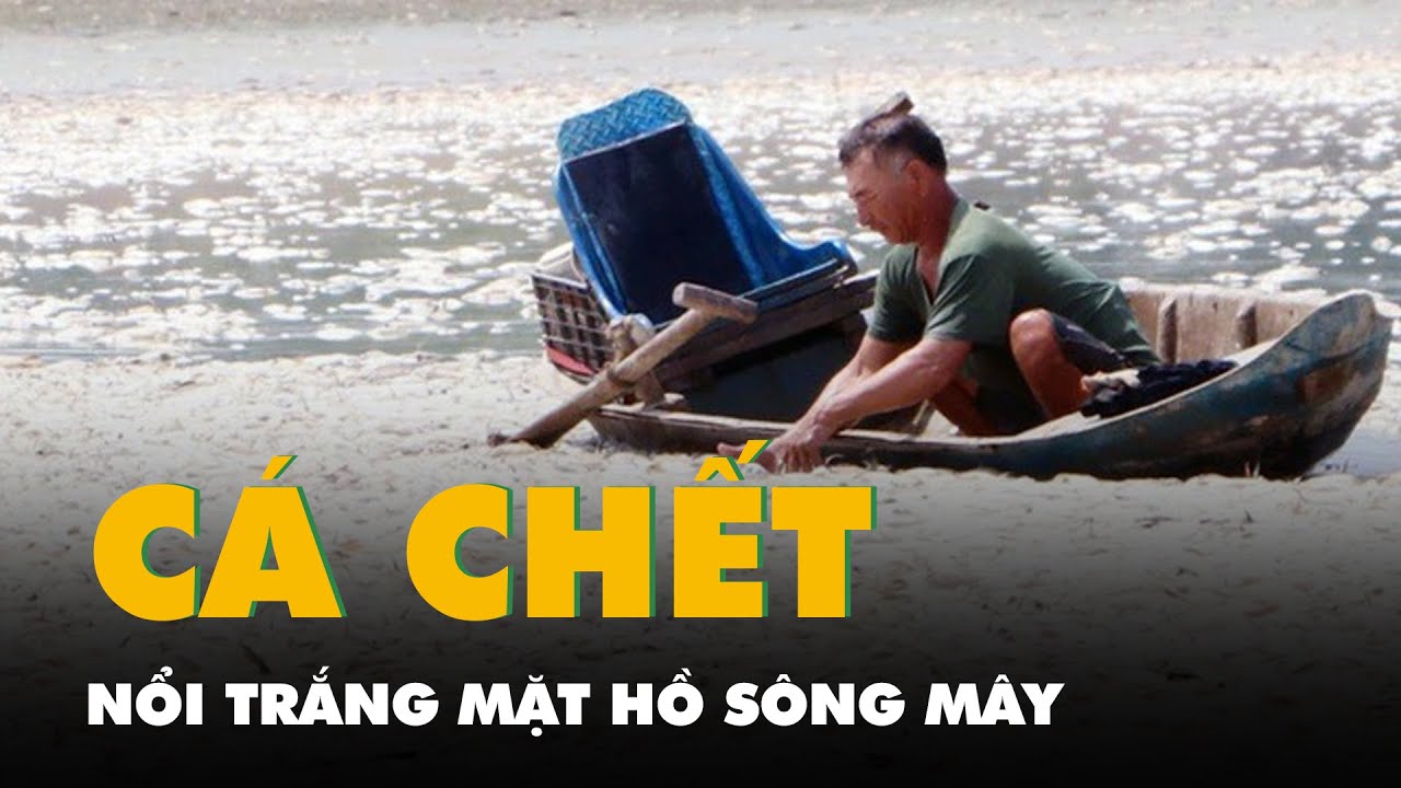 Cận cảnh cá chết khủng khiếp, nổi trắng mặt hồ Sông Mây