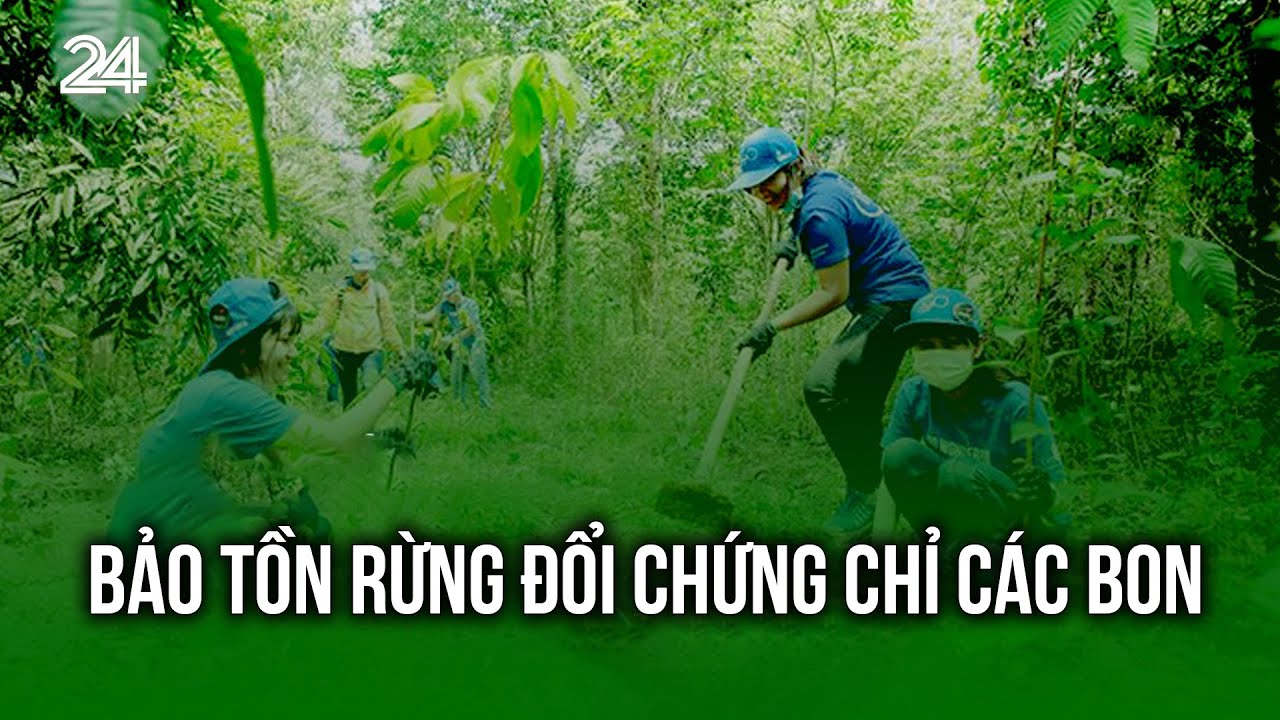 Bảo tồn rừng đổi chứng chỉ các bon