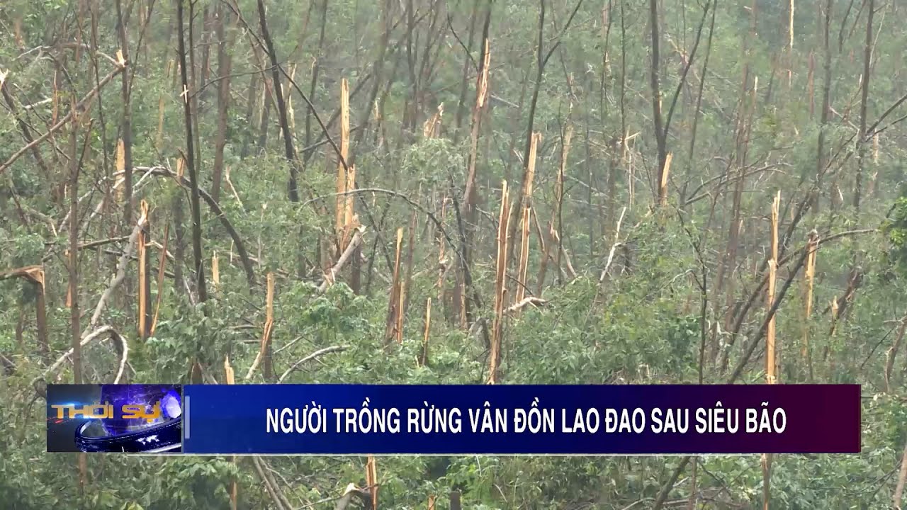 Người trồng rừng Vân Đồn lao đao sau siêu bão