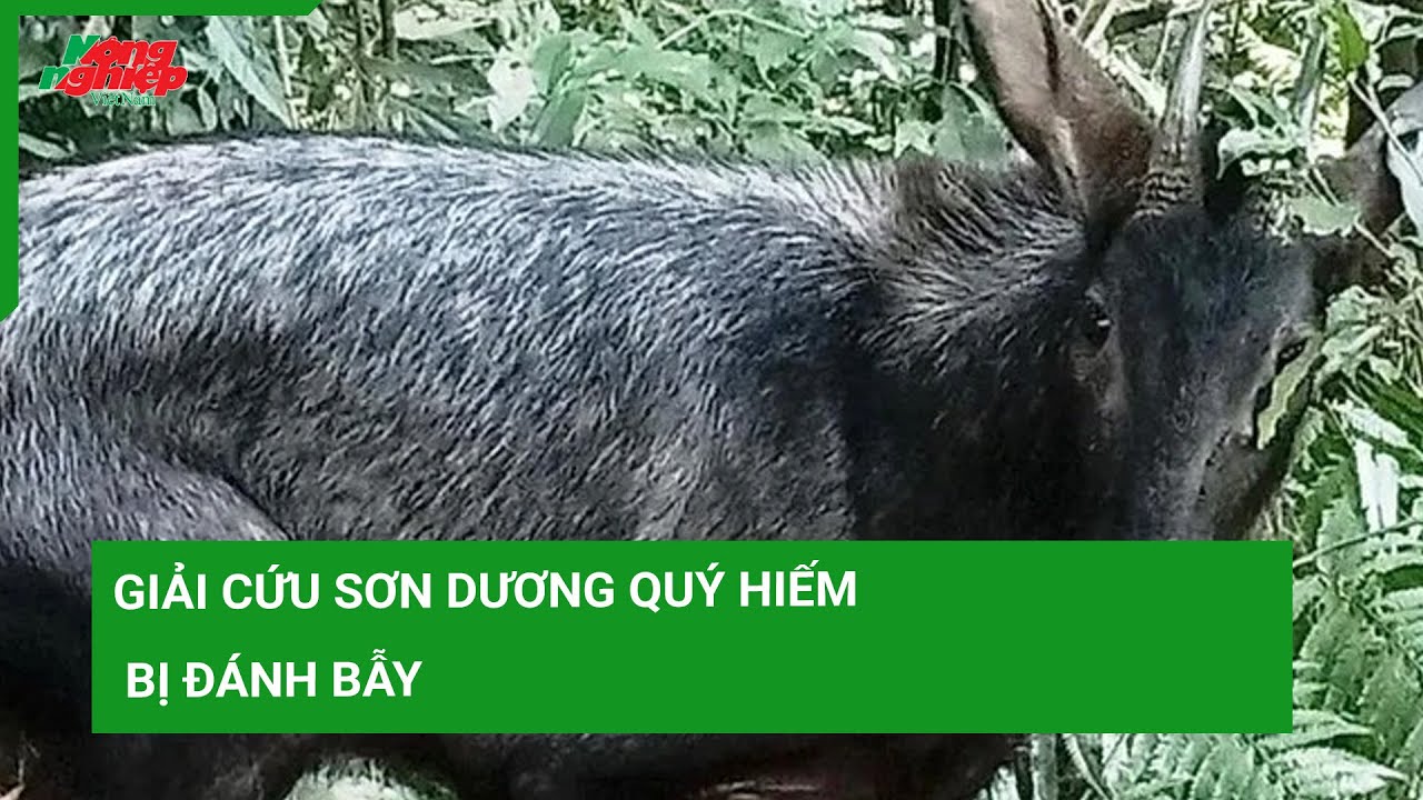 Giải cứu sơn dương quý hiếm bị đánh bẫy
