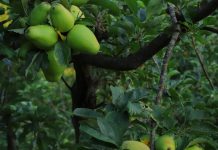 Các bức họa trăm tuổi tiết lộ manh mối những giống cây đã mất