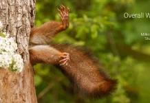 Cảnh chú sóc mắc kẹt thắng Giải Nhiếp ảnh Động vật hoang dã hài hước năm 2024