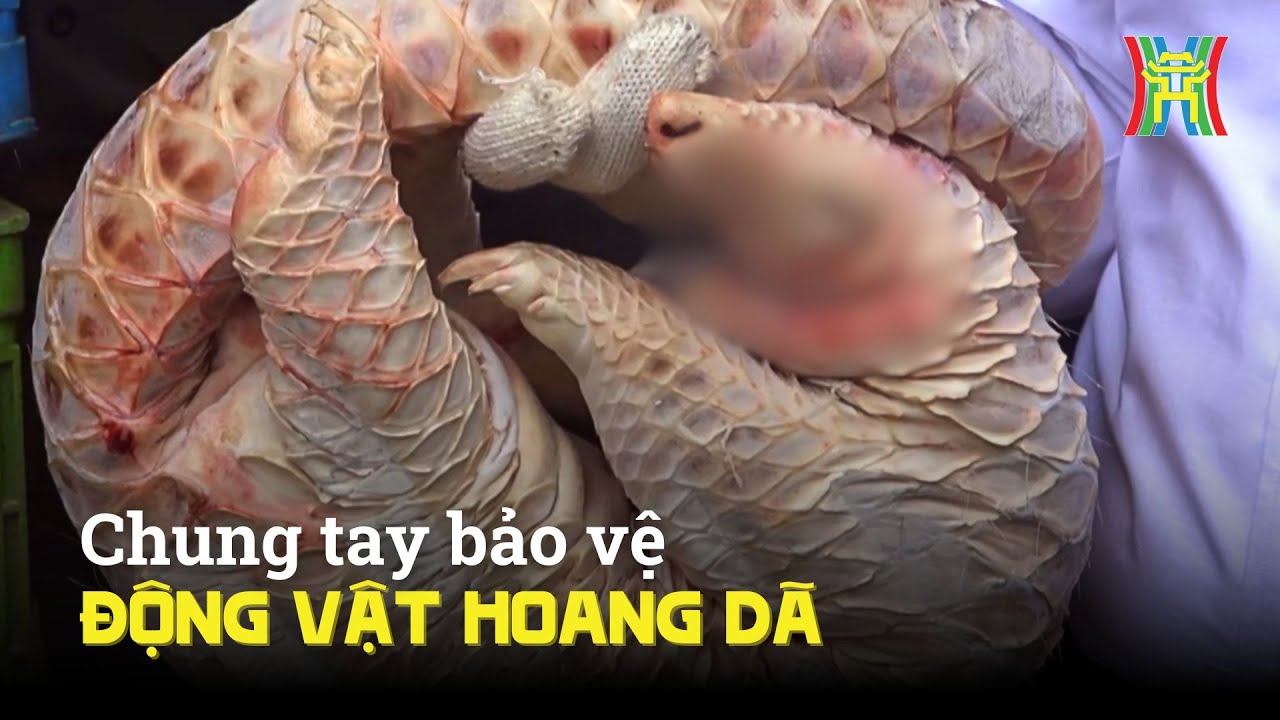Chung tay bảo vệ động vật hoang dã tại Việt Nam