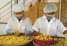 Giấc mộng chưa thành trên mỏ vàng dược liệu