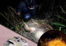 Điều tra: Cận cảnh động vật quý, hiếm ở Vườn quốc gia Cát Tiên bị bắn, bẫy